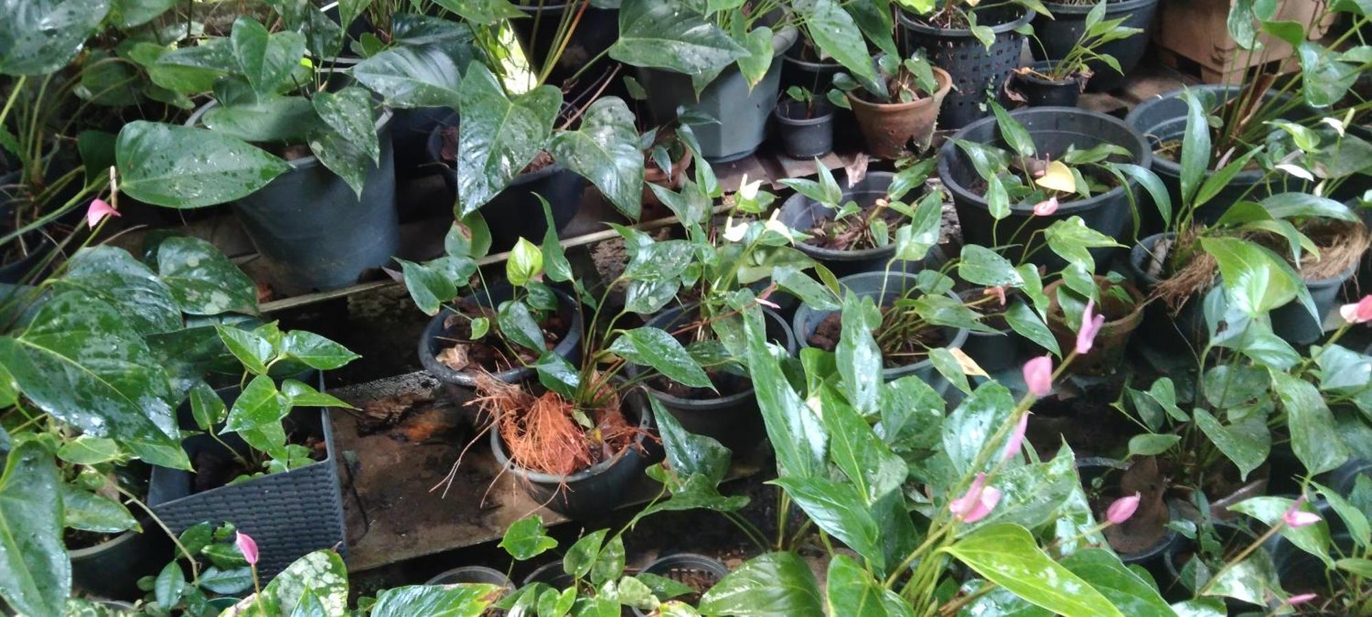 Koralegama Kanneliya Eco Garden Hotel מראה חיצוני תמונה